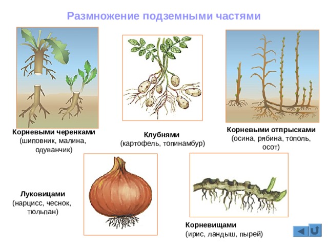 Кракен ат вход